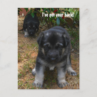 Ive got your back! German Shepherd Puppy Postcard