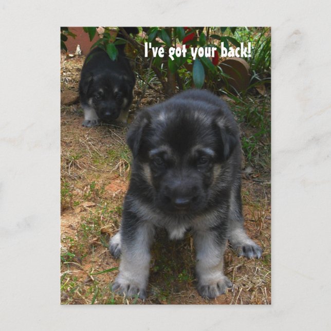Ive got your back! German Shepherd Puppy Postcard (Front)
