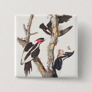 Ivory-billed Woodpecker, 1829, (print) 2 Inch Square Button