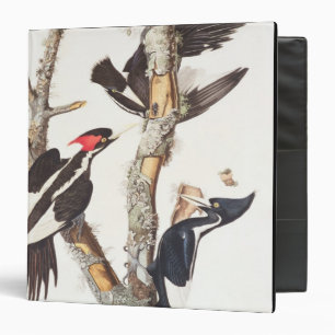 Ivory-billed Woodpecker, 1829, (print) Binder
