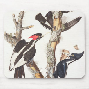 Ivory-billed Woodpecker, 1829, (print) Mouse Pad