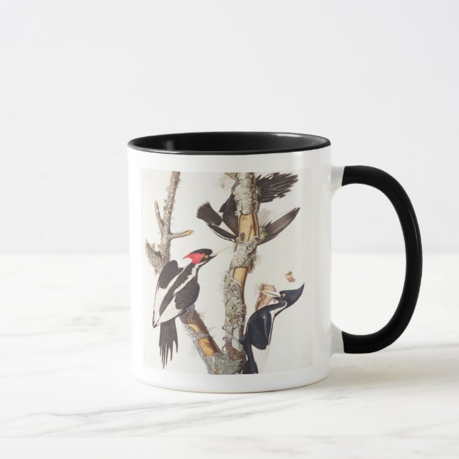 Ivory-billed Woodpecker, 1829, (print) Mug (Right)