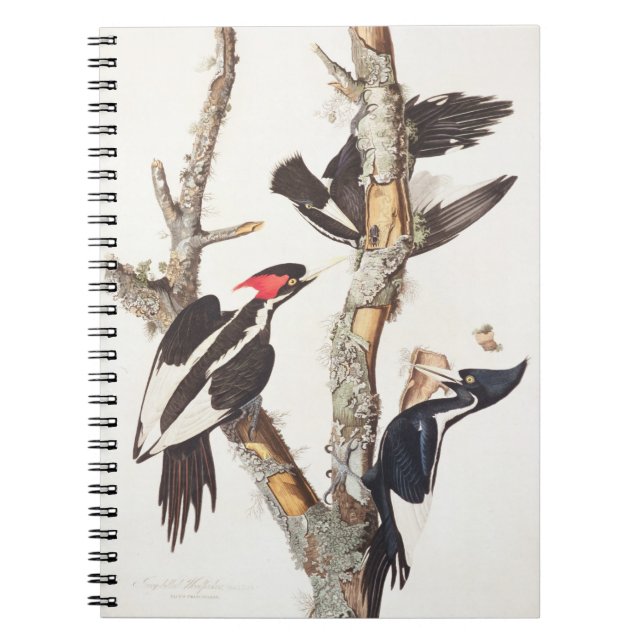 Ivory-billed Woodpecker, 1829, (print) Notebook (Front)