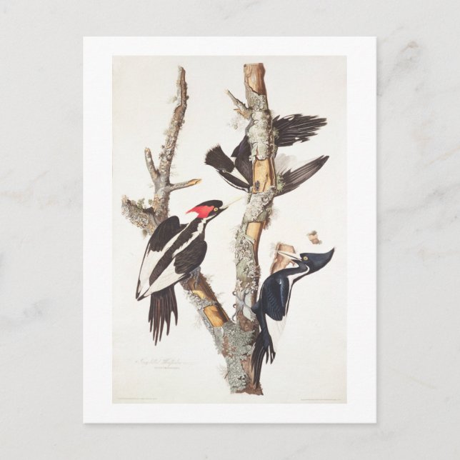 Ivory-billed Woodpecker, 1829, (print) Postcard (Front)