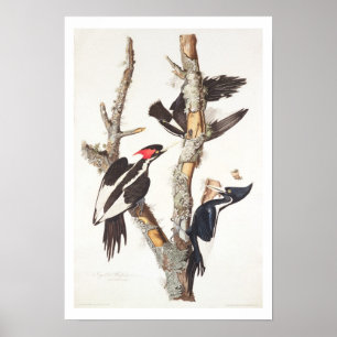 Ivory-billed Woodpecker, 1829, (print) Poster