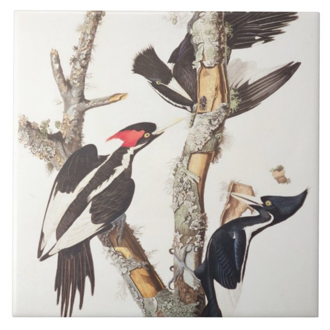 Ivory-billed Woodpecker, 1829, (print) Tile (Front)