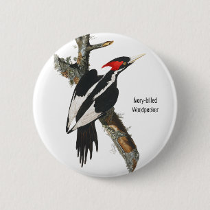 Ivory-billed Woodpecker, Audubon, Birding Attire, 2 Inch Round Button