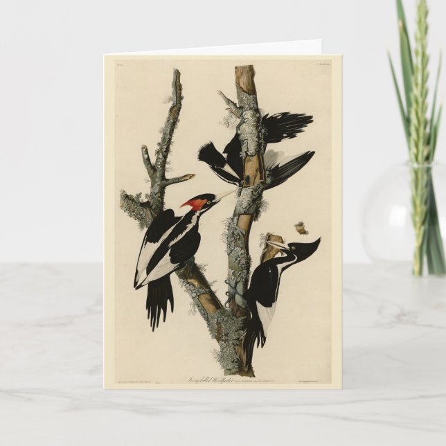 Ivory-billed Woodpecker Audubon's Birds of America Card (Front)