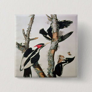 Ivory-billed Woodpecker, from 'Birds of America' 2 Inch Square Button