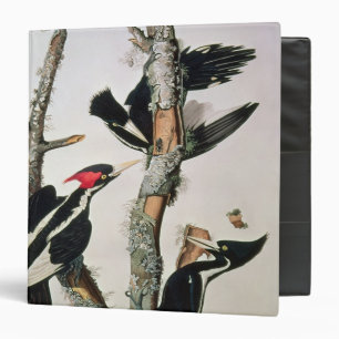 Ivory-billed Woodpecker, from 'Birds of America' Binder