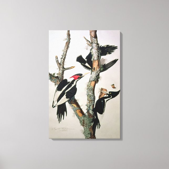 Ivory-billed Woodpecker, from 'Birds of America' Canvas Print (Front)