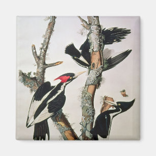 Ivory-billed Woodpecker, from 'Birds of America' Magnet