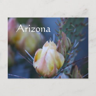 Ivory cactus flower, Arizona Postcard