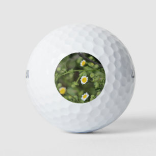 Ivory Desert Rock Daisy Wildflowers Coachella Golf Balls