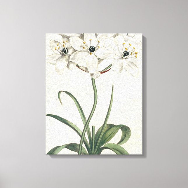 Ivory Garden Canvas Print (Front)