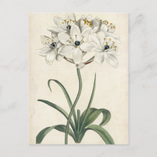 Ivory Garden Postcard