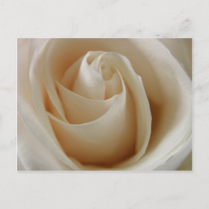 Ivory White Rose Flower Postcard