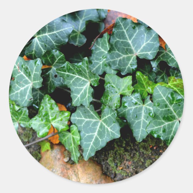 Ivy and field stone classic round sticker (Front)