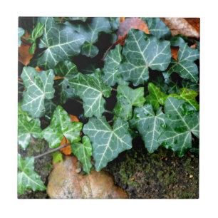 Ivy and field stone tile