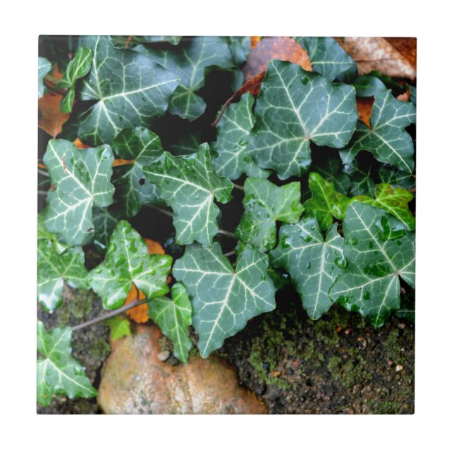 Ivy and field stone tile (Front)