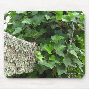 Ivy and Lichens - Martha's Vineyard Mouse Pad
