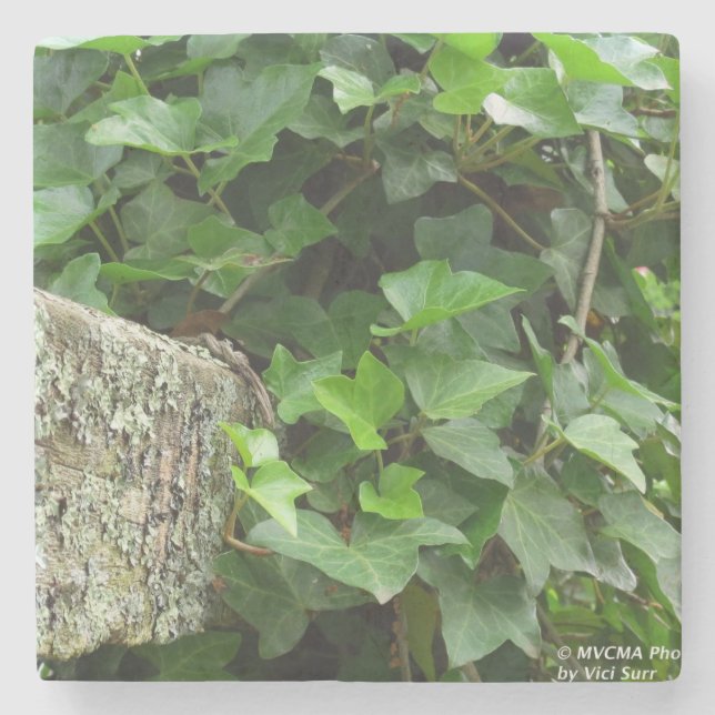Ivy and Lichens - Martha's Vineyard Stone Coaster (Front)
