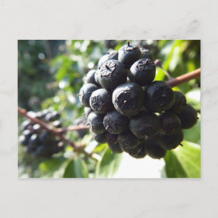 Ivy Berries Postcard
