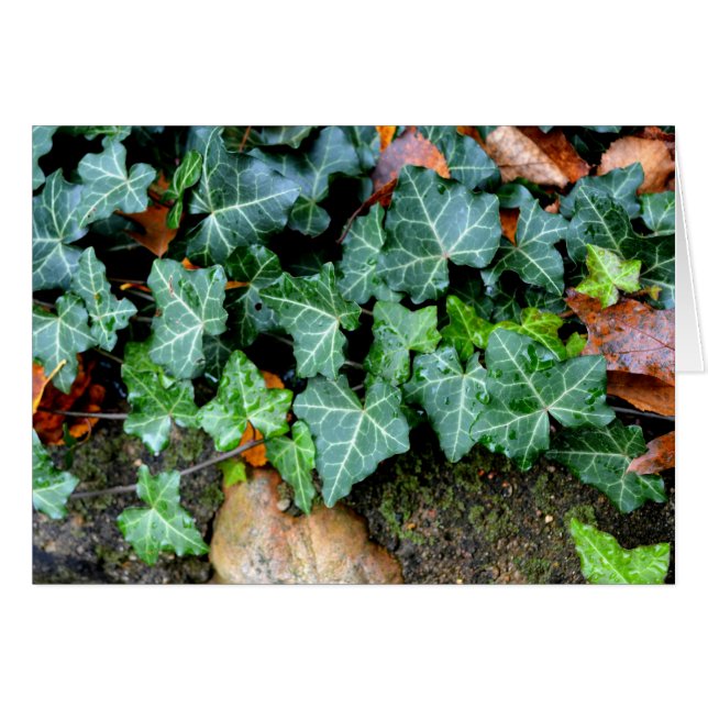 Ivy botanique vert et pierre de campagne (Devant horizontal)