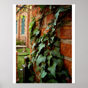 Ivy & Brick [Print] Poster