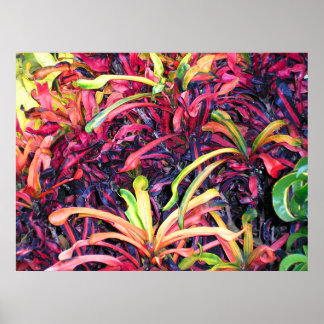 Ivy coloré - Poster