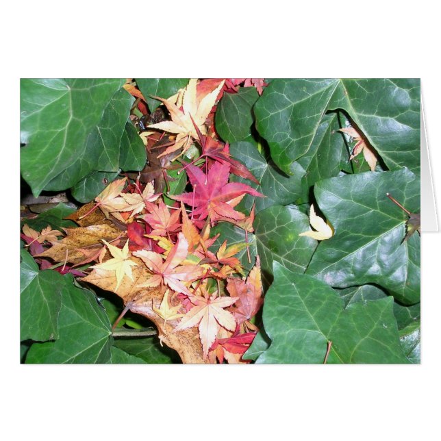 Ivy Cradling Maple Leaves (Front Horizontal)