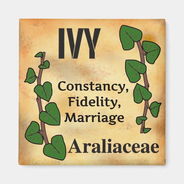 Ivy flower language florigraphy aged paper style magnet (Front)
