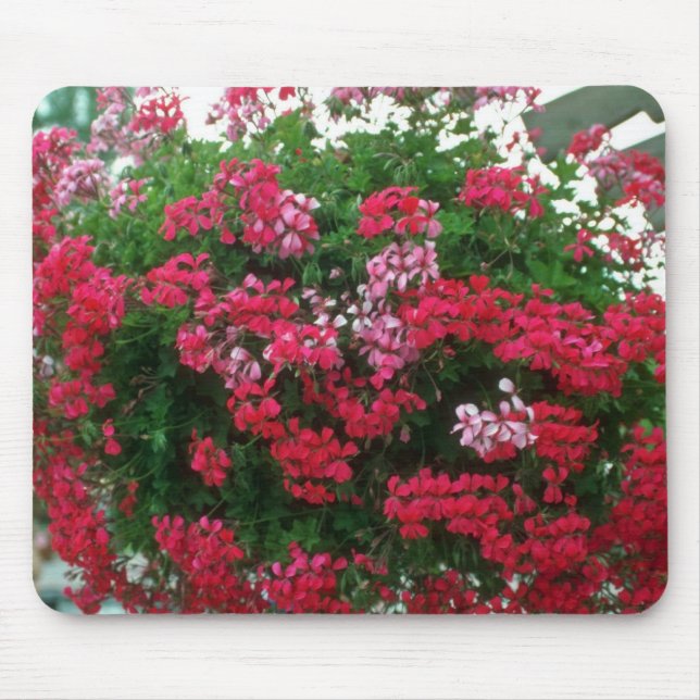 Ivy Geranium (Pelargonium Peltatum) flowers Mouse Pad (Front)