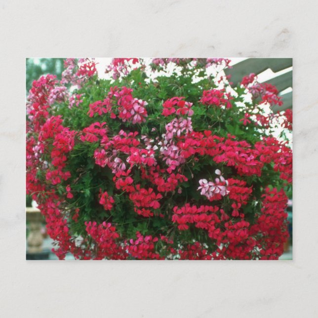 Ivy Geranium (Pelargonium Peltatum) flowers Postcard (Front)