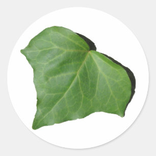 Ivy Leaf Classic Round Sticker