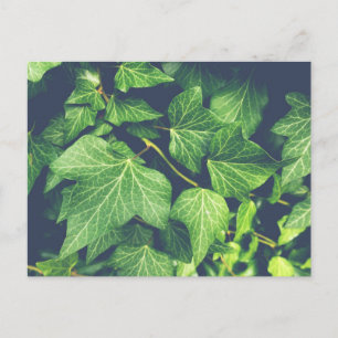 Ivy Leaf Green Leaves Postcard