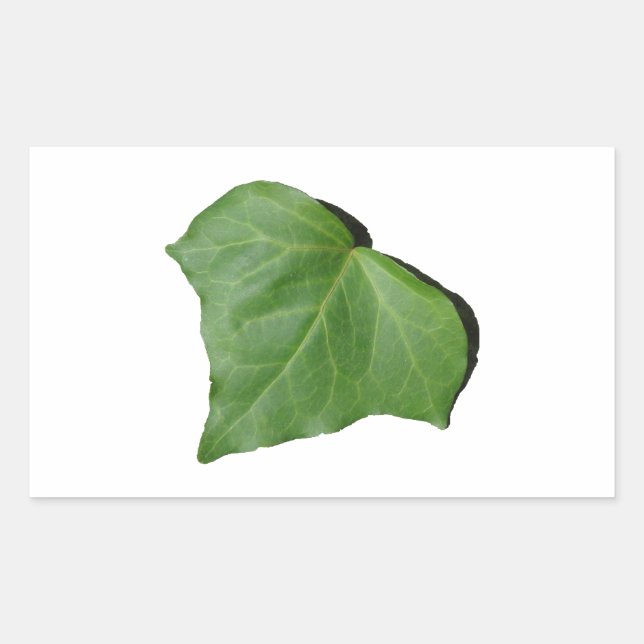 Ivy Leaf Sticker (Front)