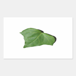 Ivy Leaf Sticker