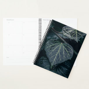 Ivy Nature Photo