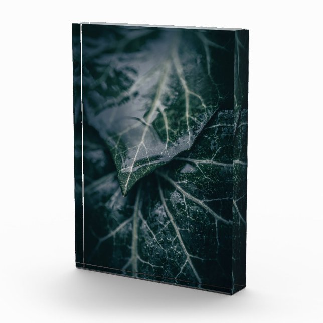 Ivy Nature Photo Block (Right)