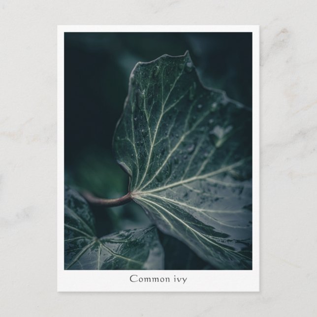 Ivy Nature Photo Postcard (Front)