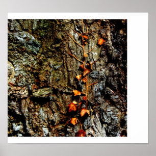Ivy on Tree Bark Poster