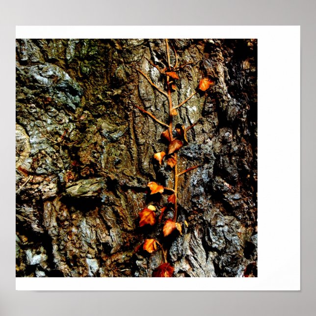 Ivy on Tree Bark Poster (Front)