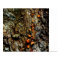 Ivy on Tree Bark