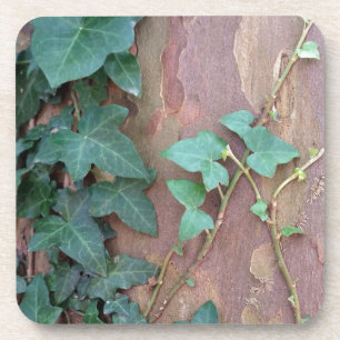 ivy on tree coaster