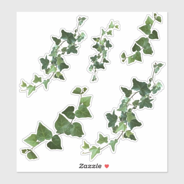 Ivy Variegated and English Ivy Vines and Leaves (Sheet)