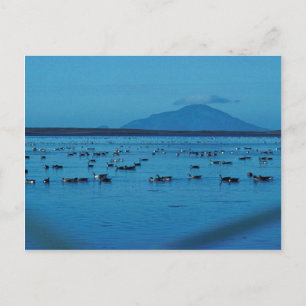 Izembek Lagoon and Amak Island Postcard
