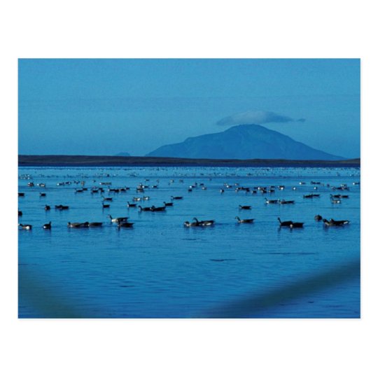 Izembek Lagoon and Amak Island Postcard