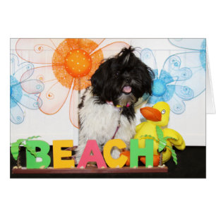 Izzy - Shih Tzu -8