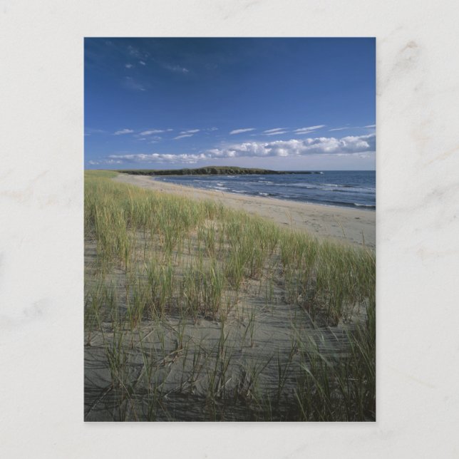J.T. Chessman Provincial Park, Dune grass Postcard (Front)
